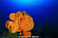 Mon Choisy,Mauritius 22/9/2011
Large Sea Fans are a fant... by Jean-Yves Bignoux 